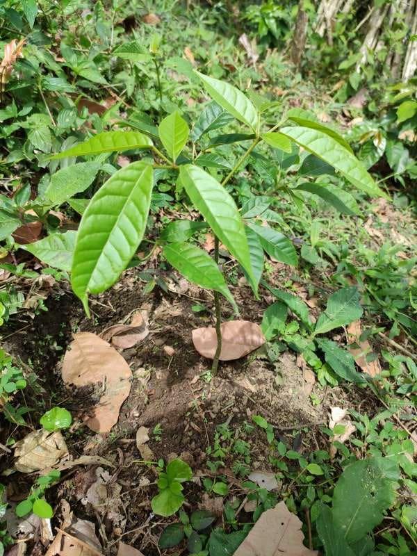 tree image