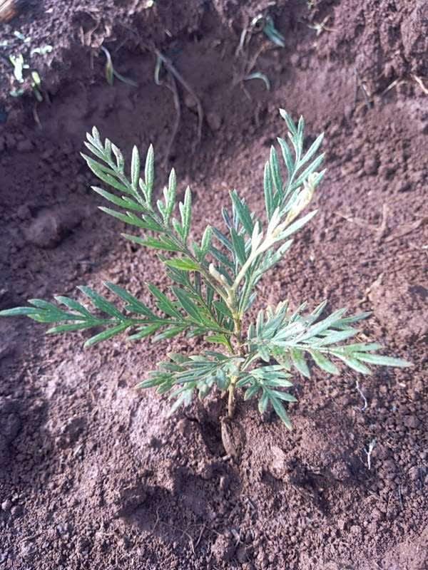tree image