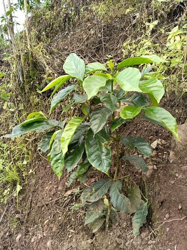tree image