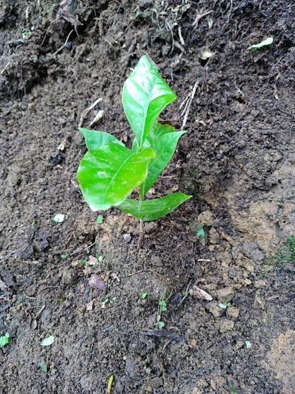 tree image