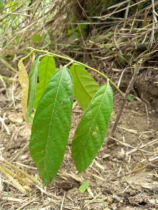 tree image