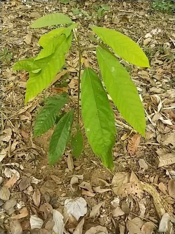 tree image