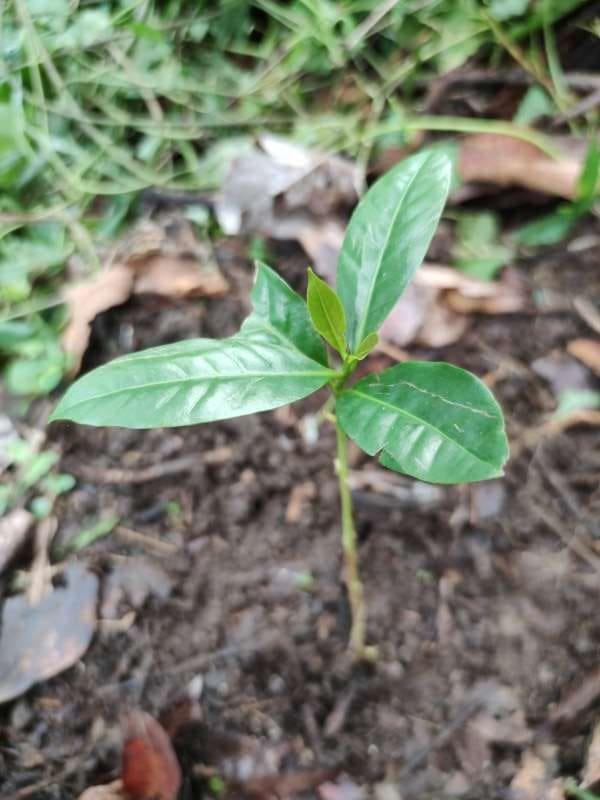tree image