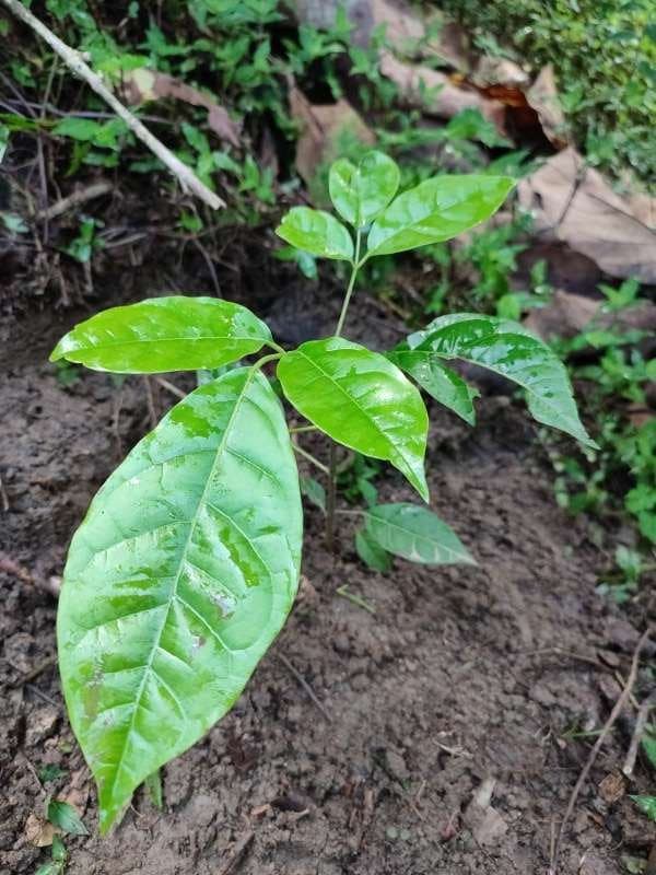 tree image