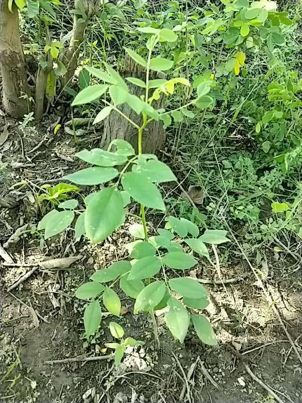 tree image