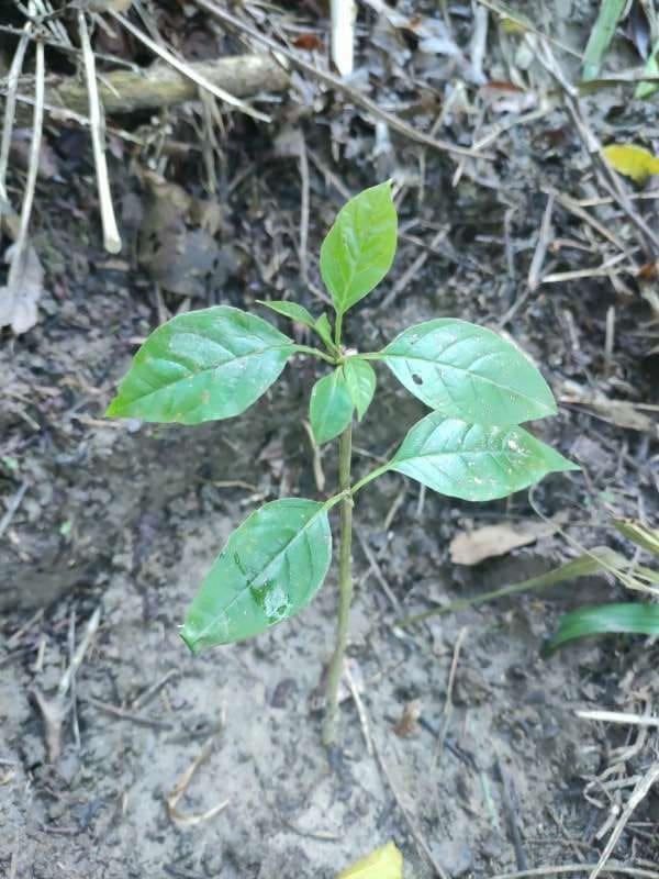 tree image