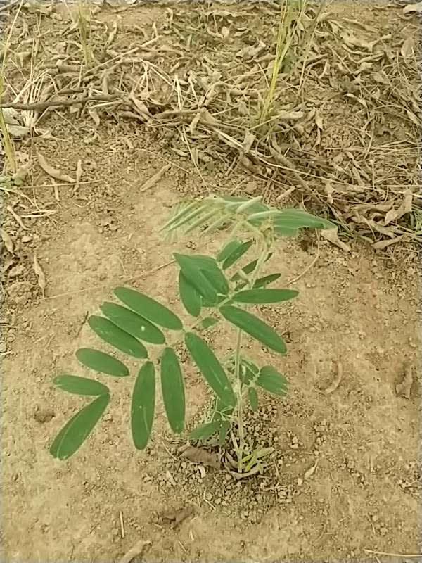 tree image