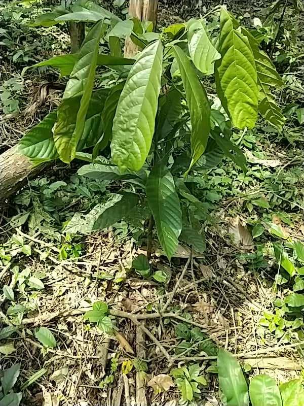 tree image