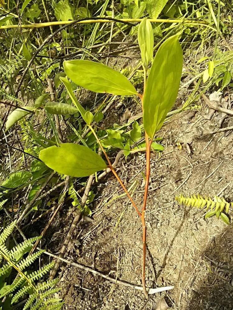 tree image