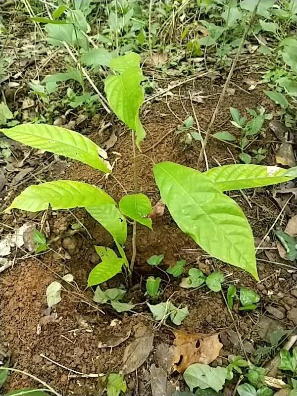 tree image