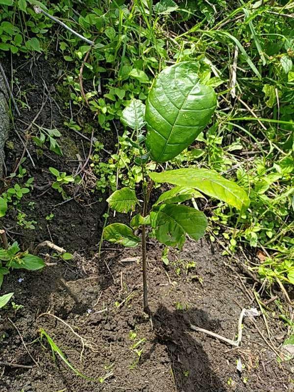 tree image