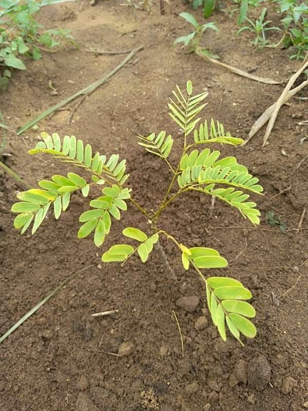 tree image