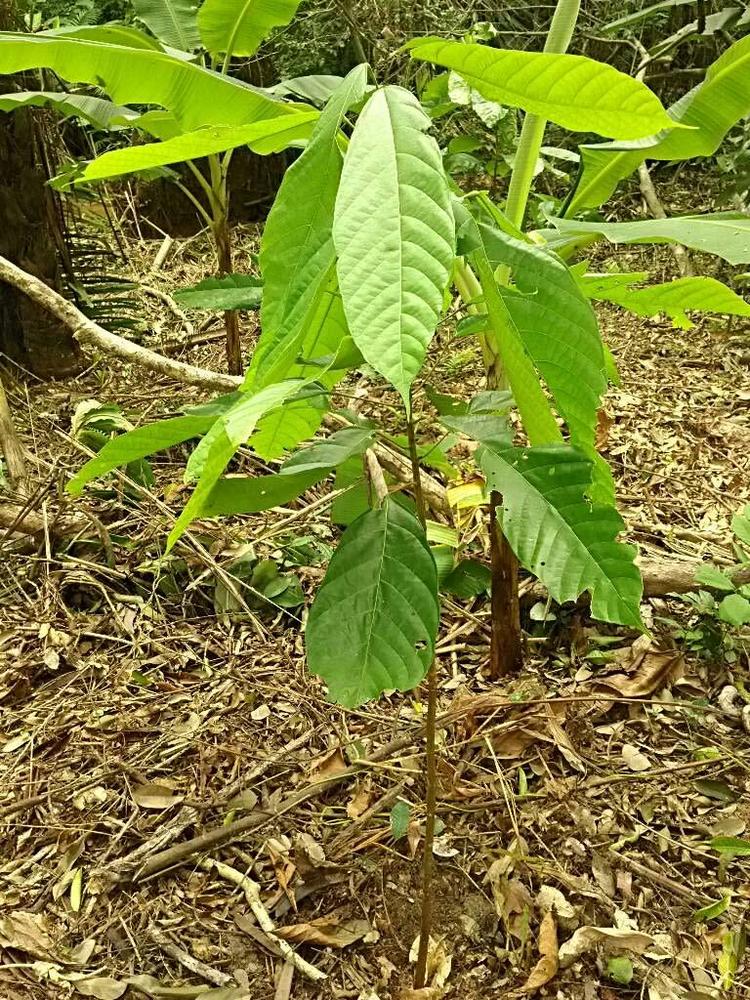 tree image