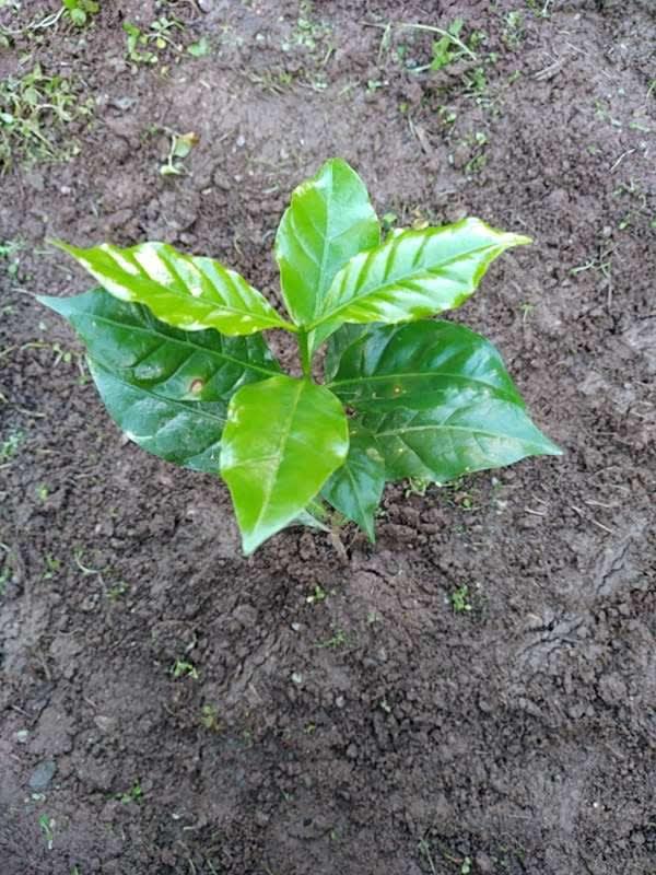 tree image