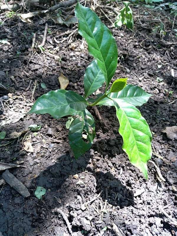tree image
