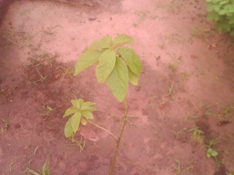 tree image
