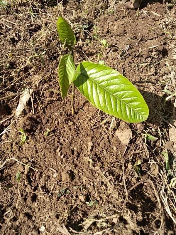 tree image