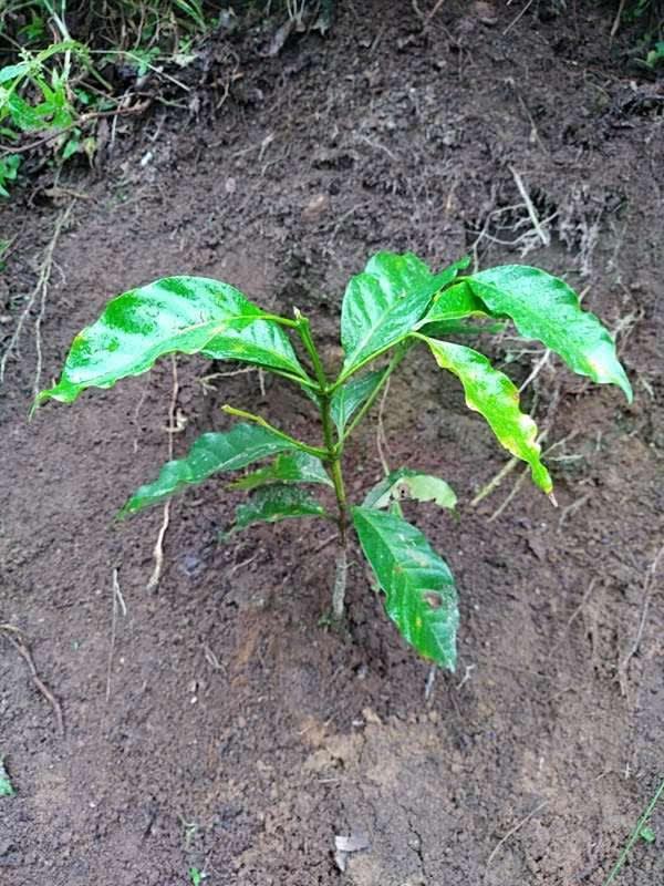 tree image