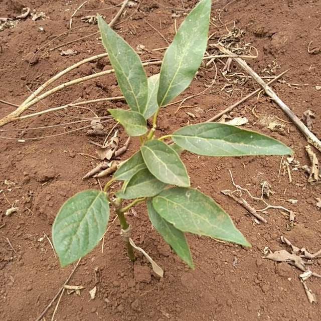 tree image
