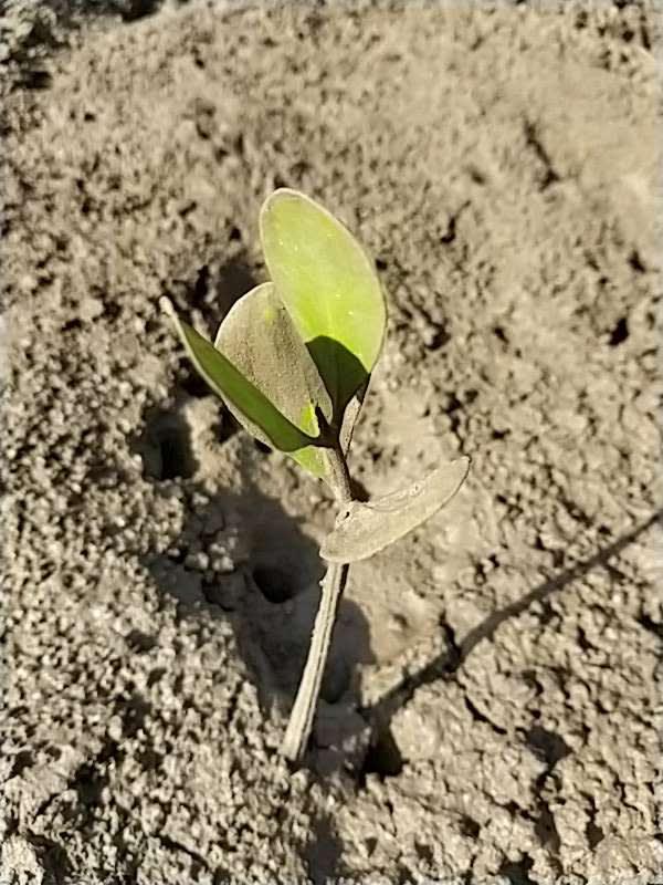 tree image