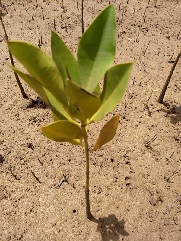 tree image