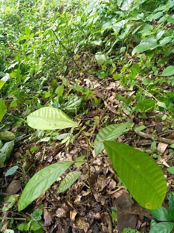 tree image