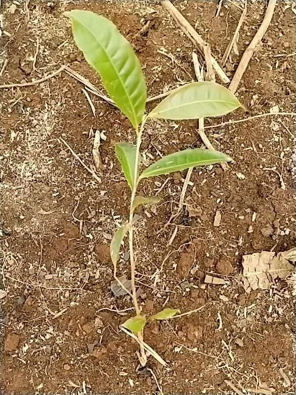 tree image