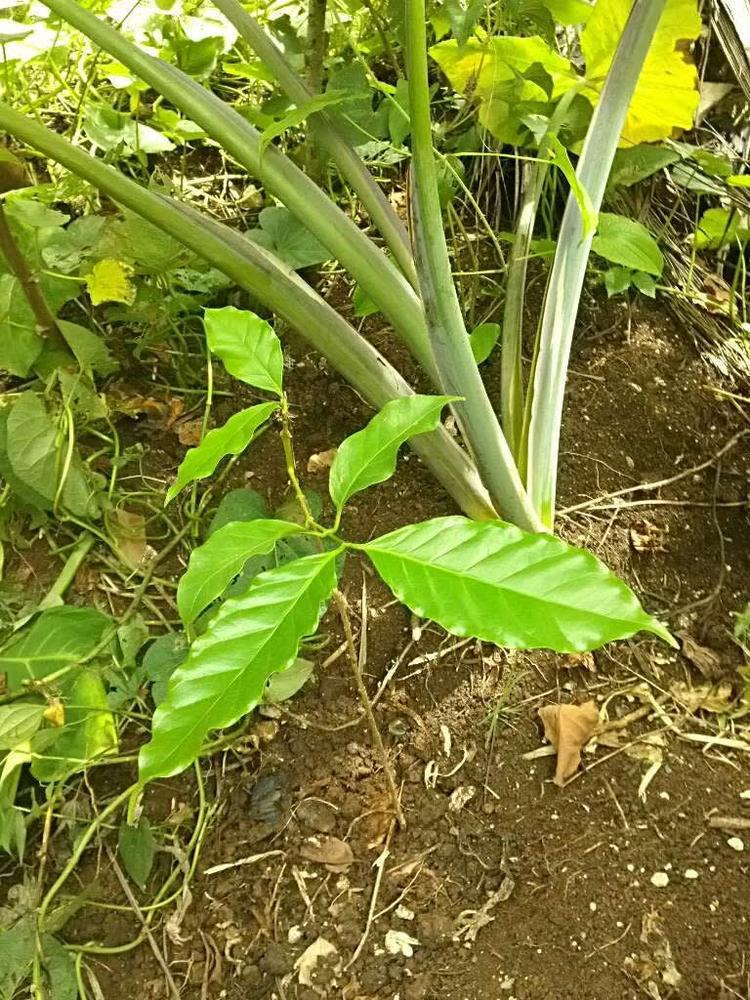 tree image