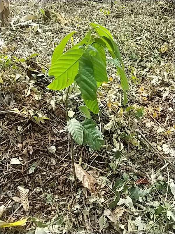 tree image