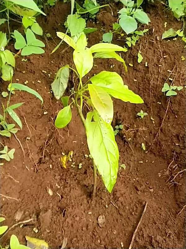 tree image