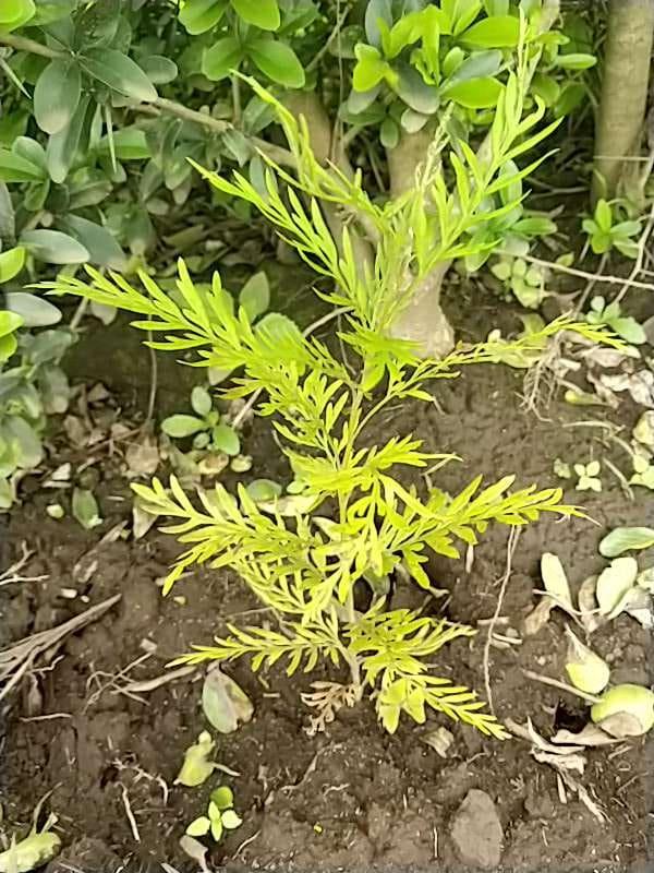 tree image