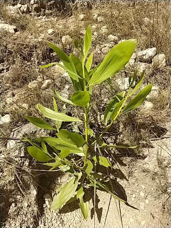 tree image
