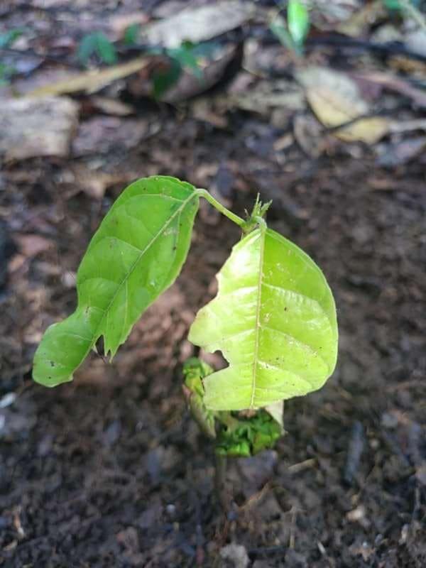 tree image