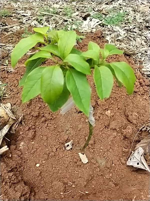 tree image