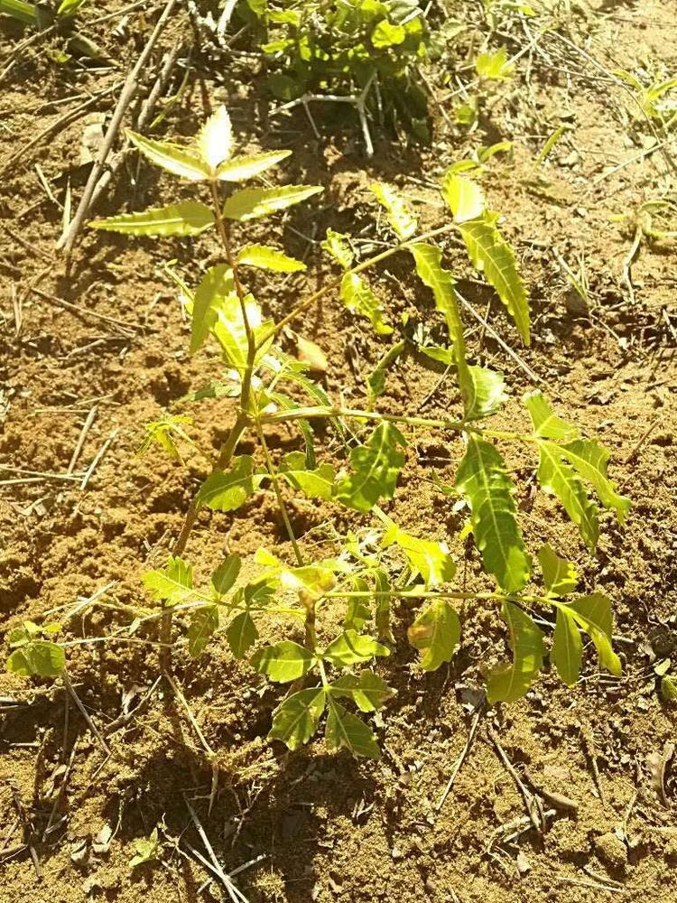 tree image