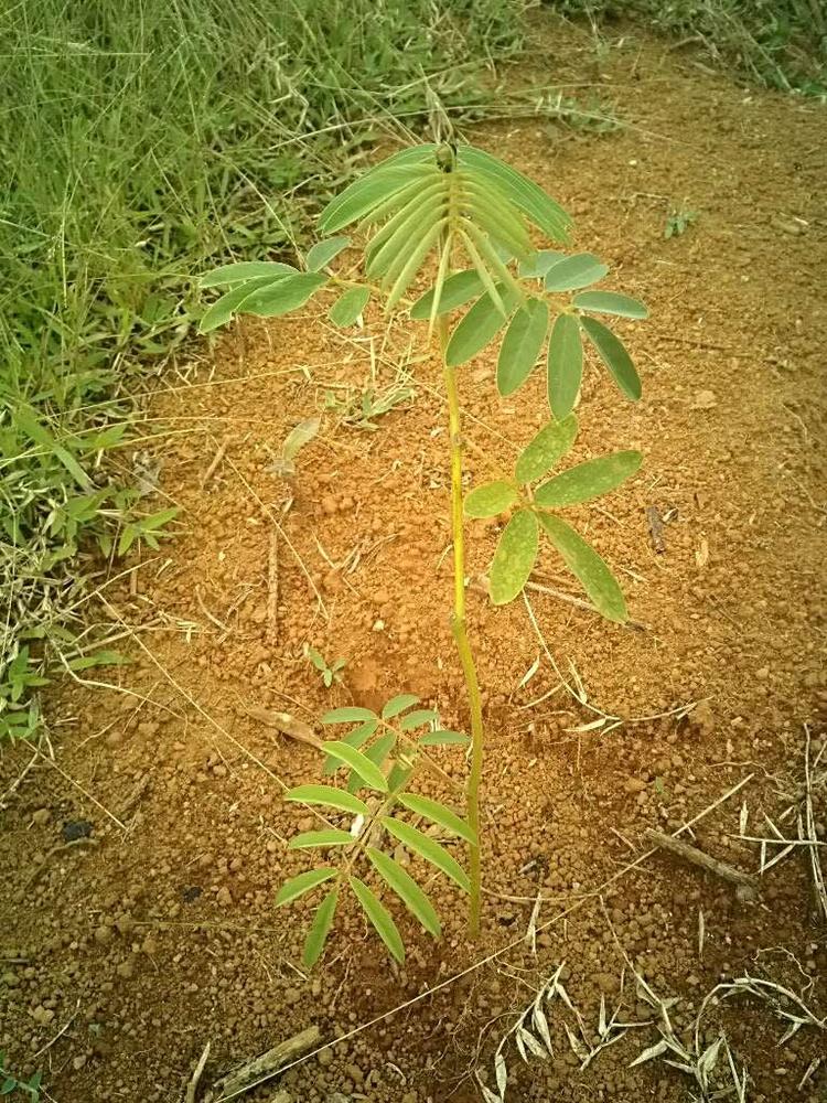 tree image