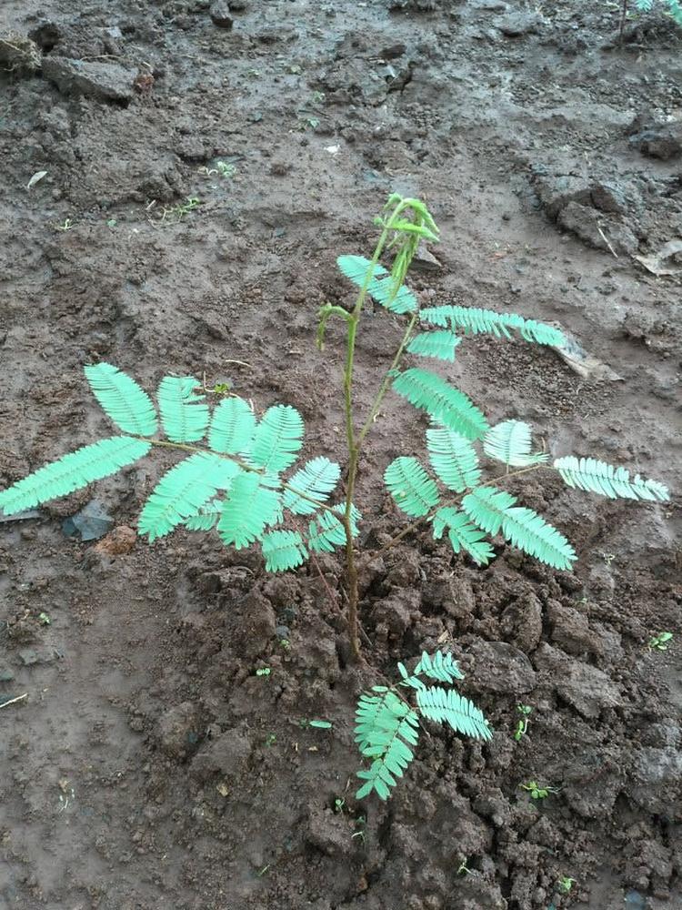 tree image