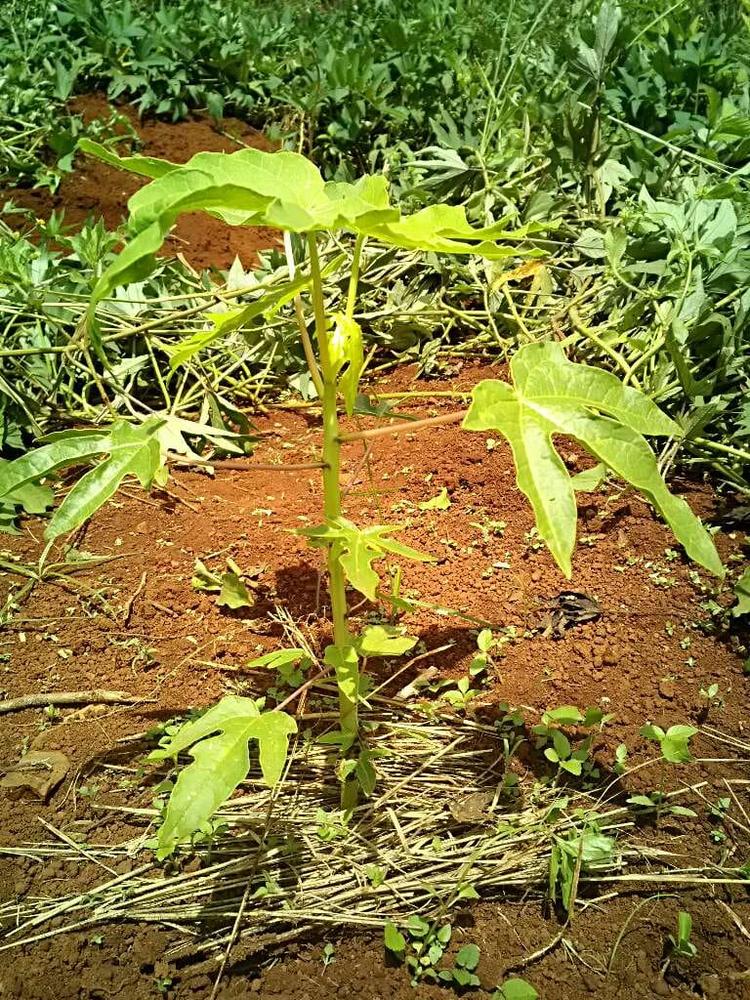 tree image