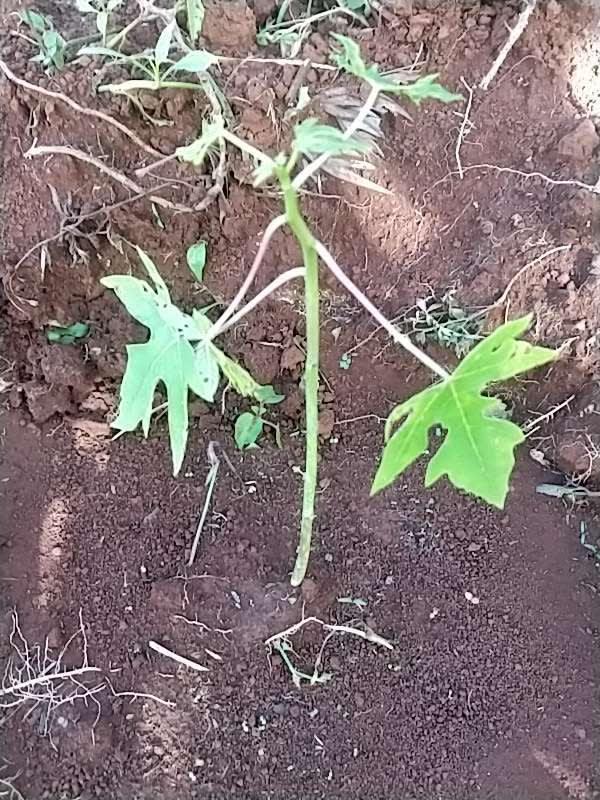 tree image