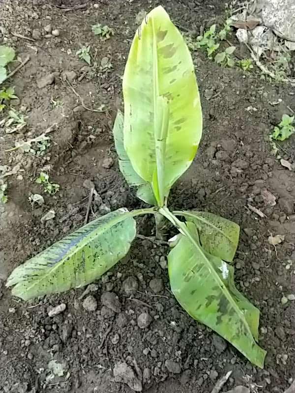 tree image