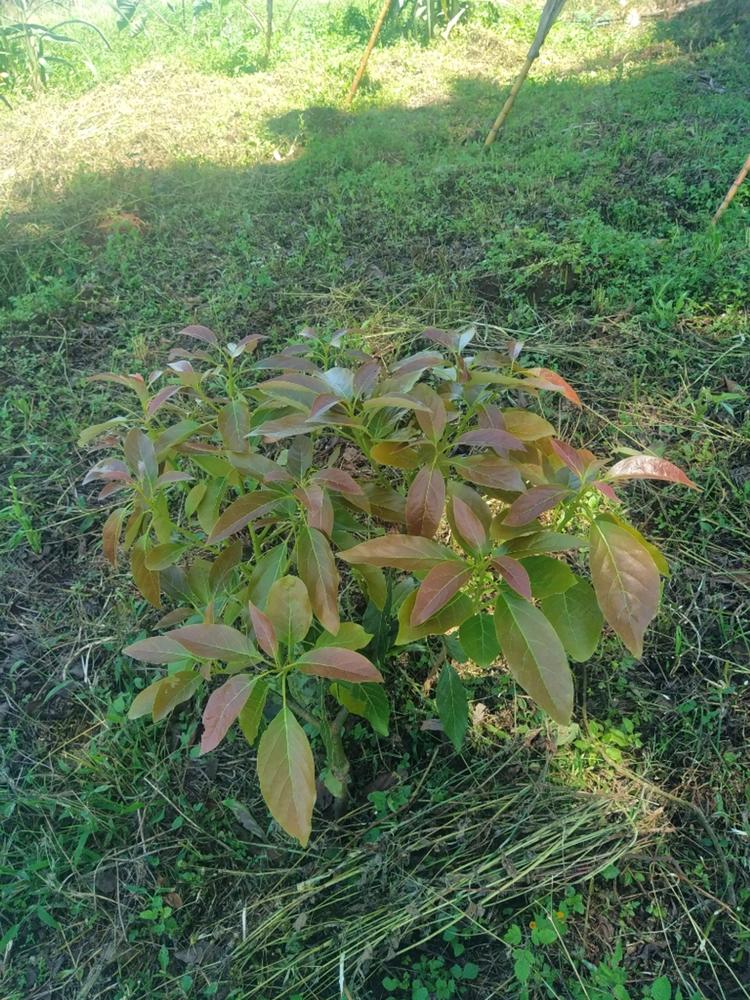 tree image