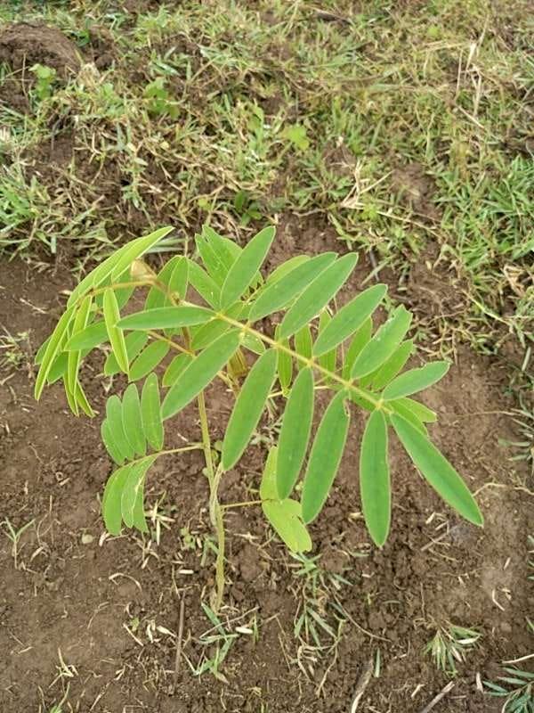 tree image