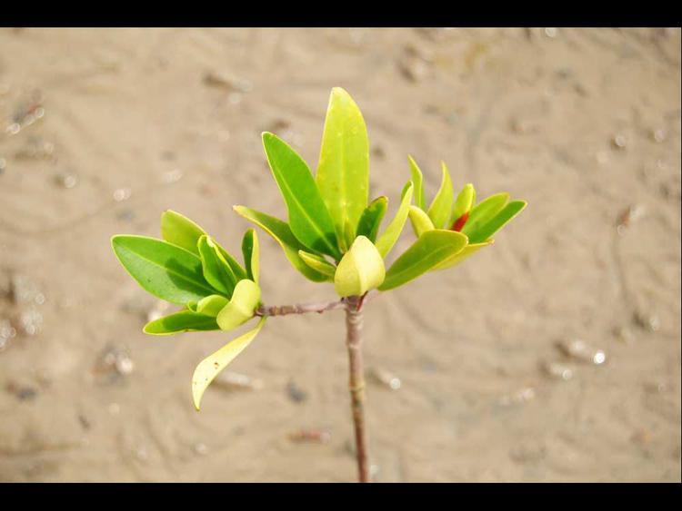 tree image