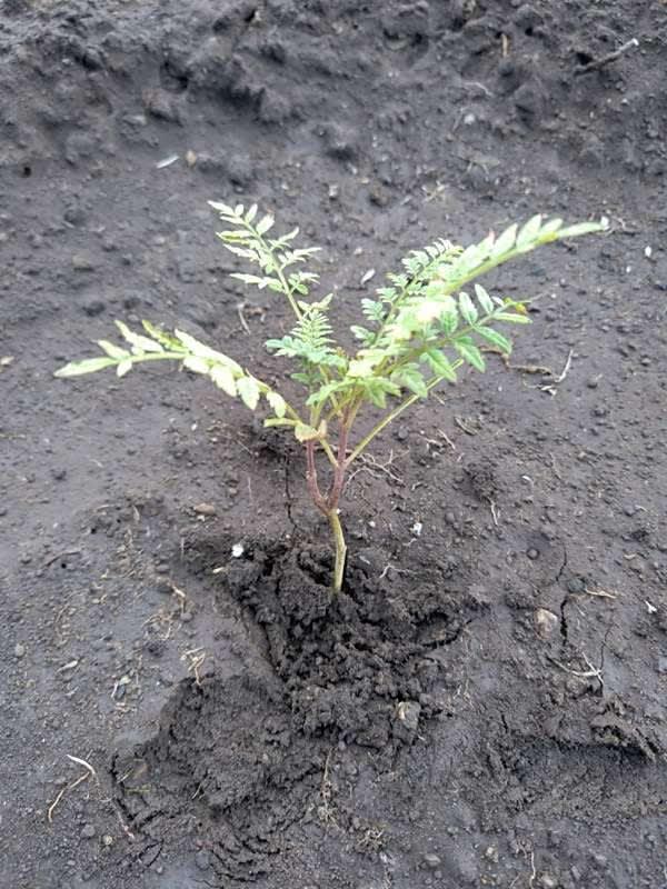 tree image