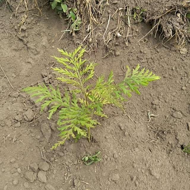 tree image