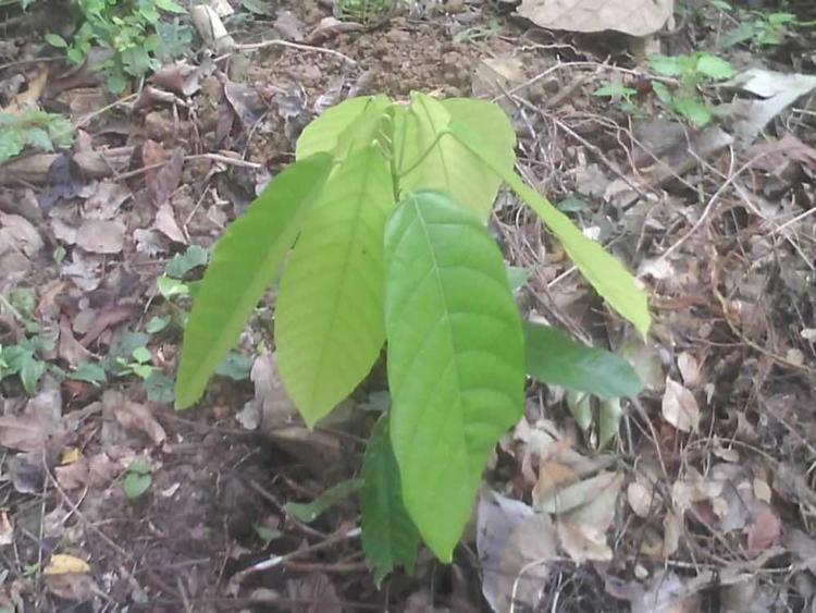 tree image