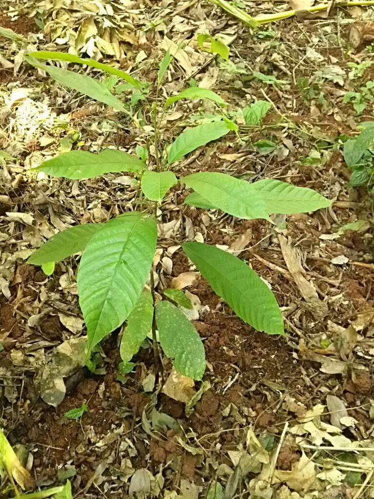 tree image