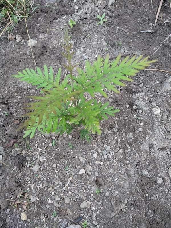 tree image