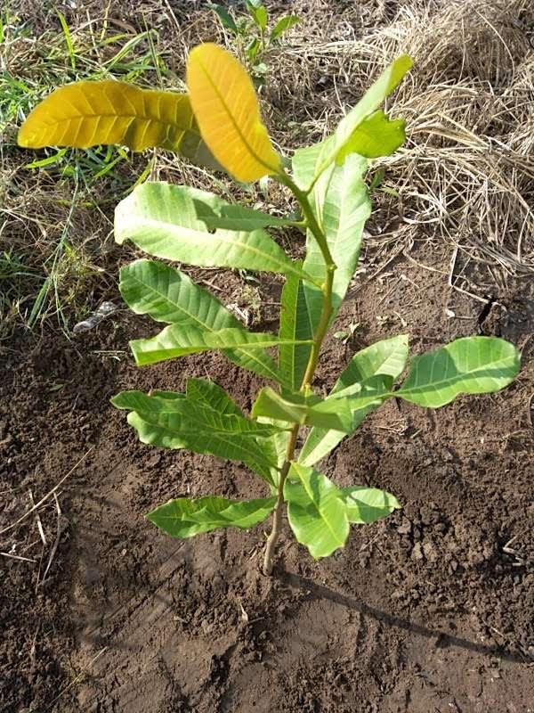 tree image