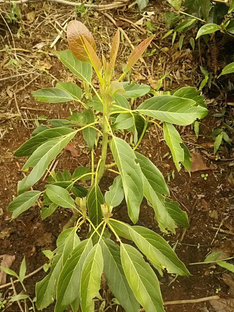 tree image